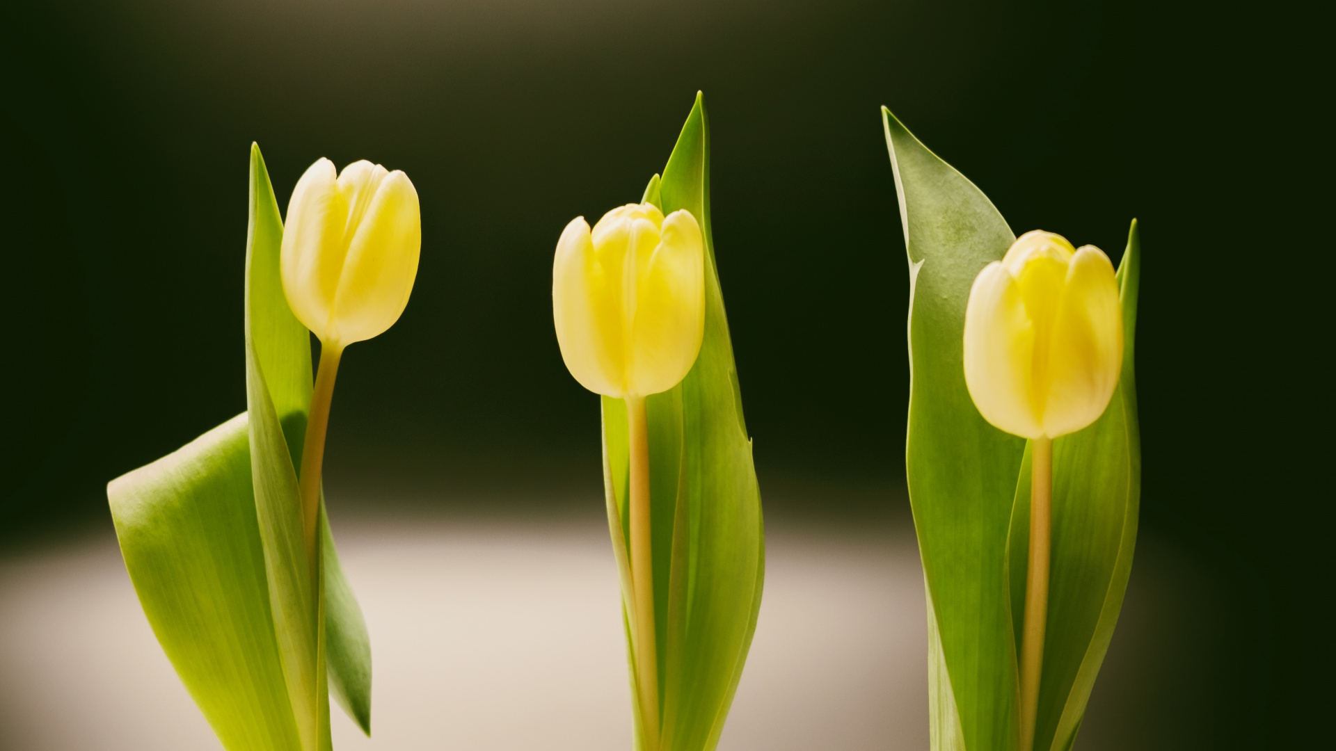 Обои желтый, ваза, зеленый, цветок, растение в разрешении 1920x1080