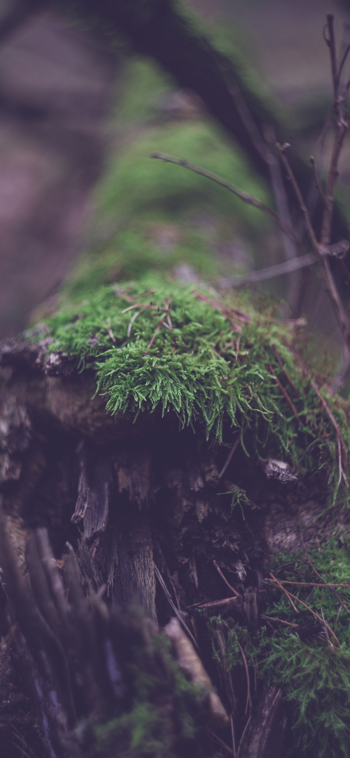 Обои старовозрастные леса, номера сосудистых растений, дерево, лес, дневной свет в разрешении 1125x2436