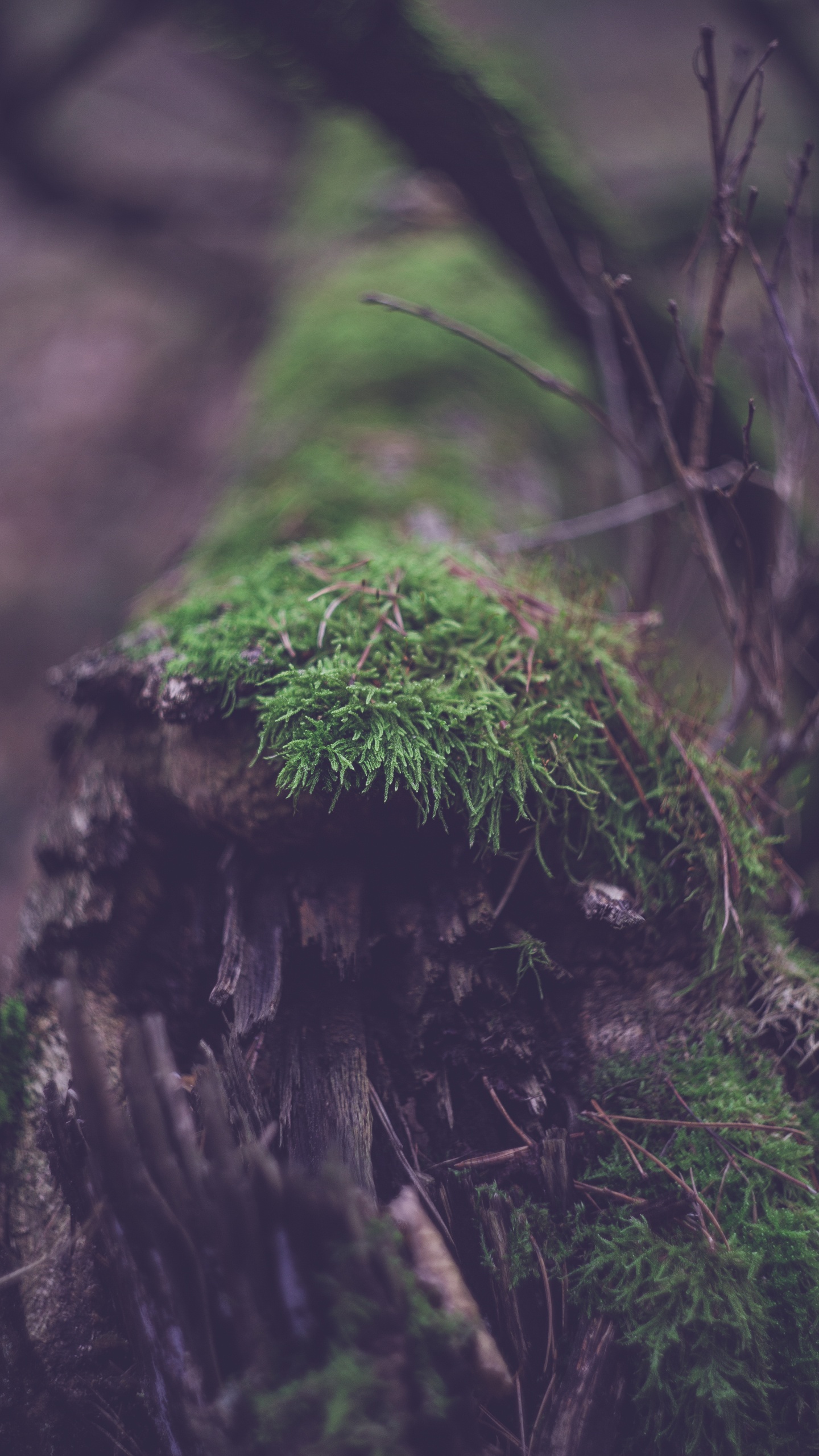 Обои старовозрастные леса, номера сосудистых растений, дерево, лес, дневной свет в разрешении 1440x2560