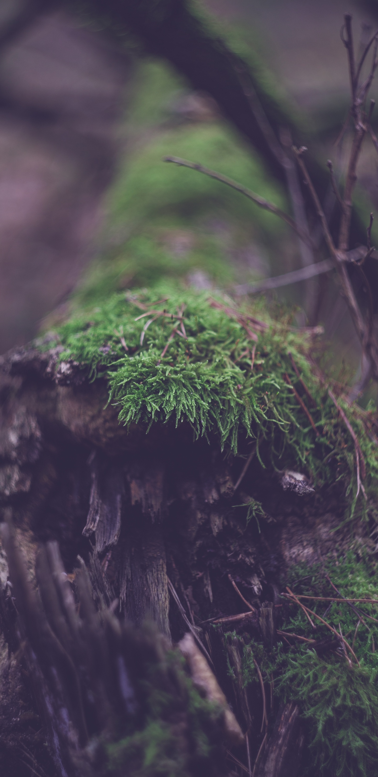 Обои старовозрастные леса, номера сосудистых растений, дерево, лес, дневной свет в разрешении 1440x2960