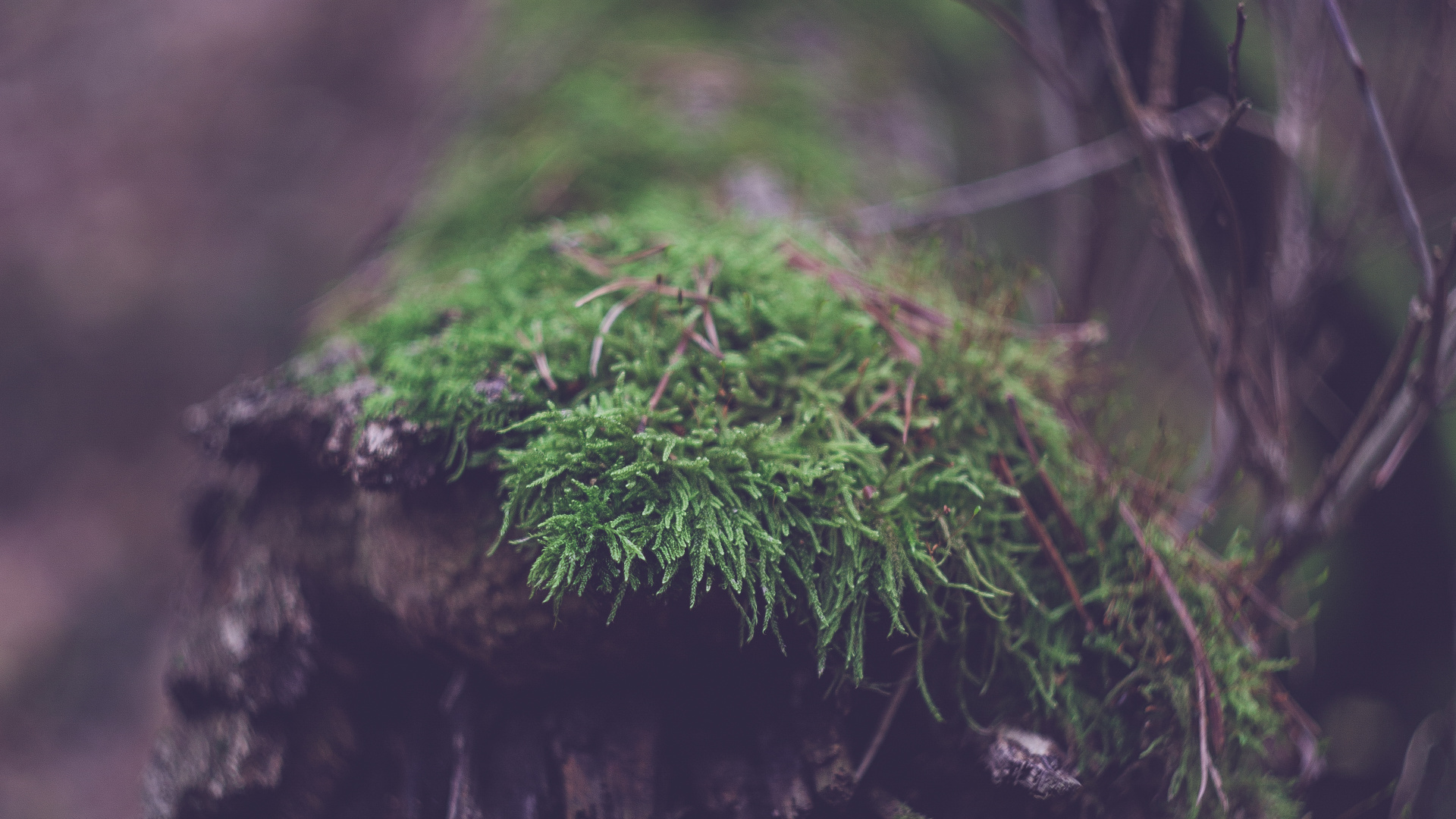 Обои старовозрастные леса, номера сосудистых растений, дерево, лес, дневной свет в разрешении 1920x1080