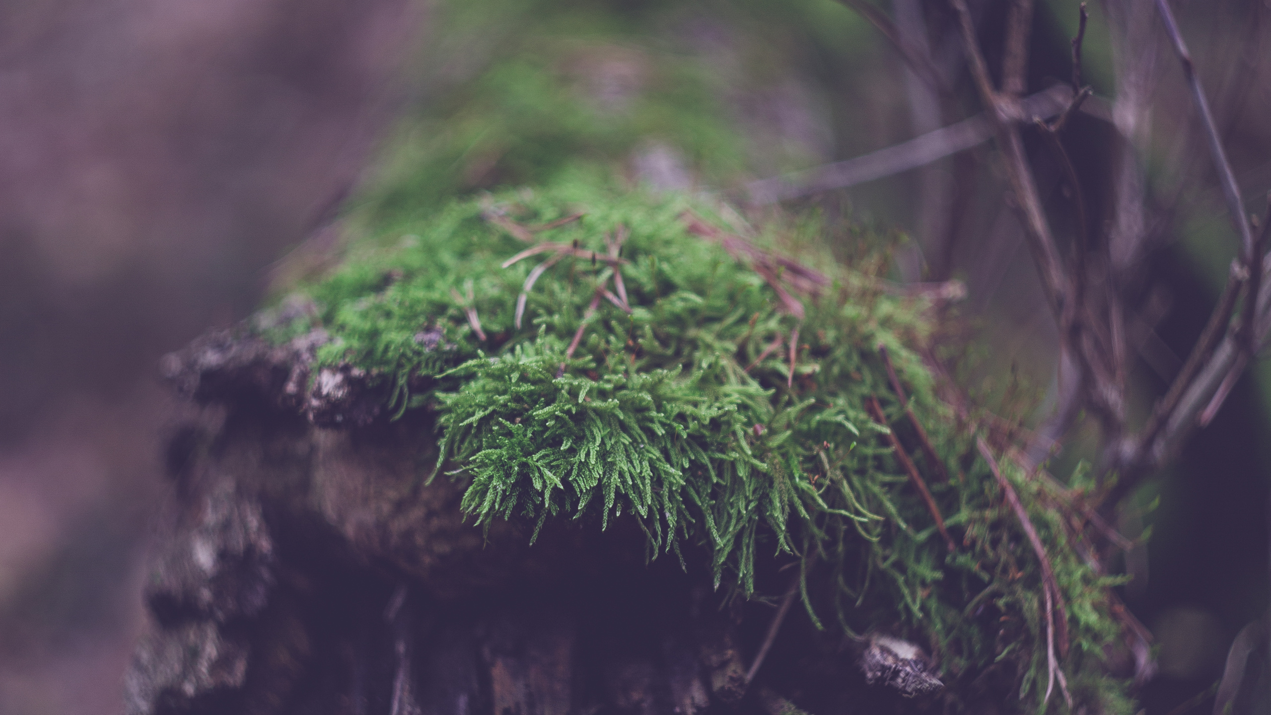 Обои старовозрастные леса, номера сосудистых растений, дерево, лес, дневной свет в разрешении 2560x1440