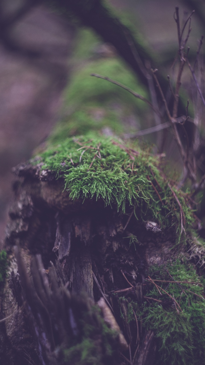 Обои старовозрастные леса, номера сосудистых растений, дерево, лес, дневной свет в разрешении 720x1280