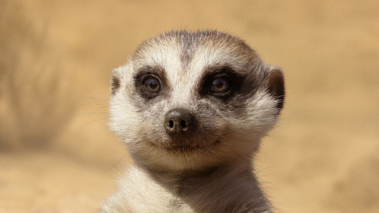 Обои Симба, Пумба, постер, суриката, наземные животные в разрешении 1280x720