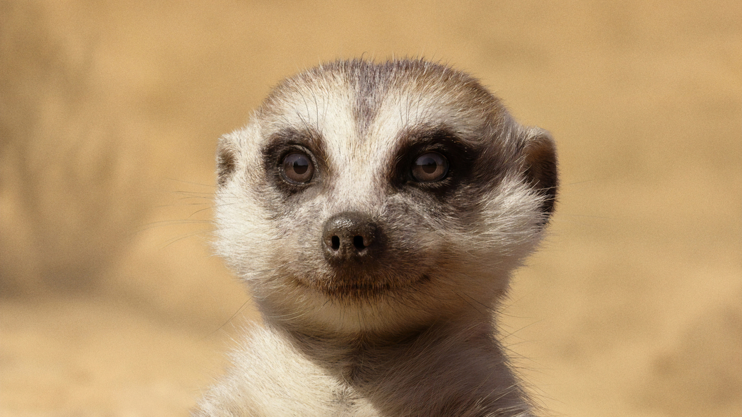 Обои Симба, Пумба, постер, суриката, наземные животные в разрешении 2560x1440