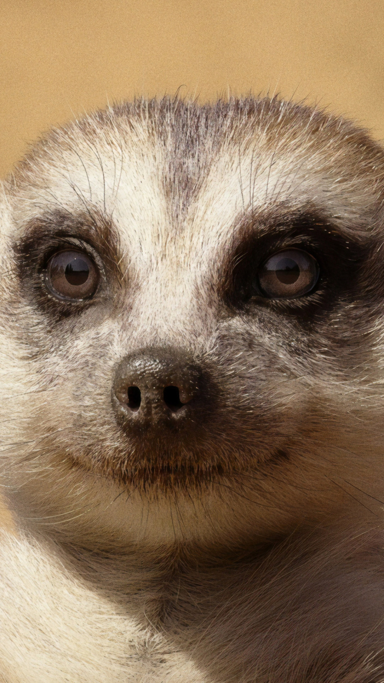 Обои Симба, Пумба, постер, суриката, наземные животные в разрешении 750x1334