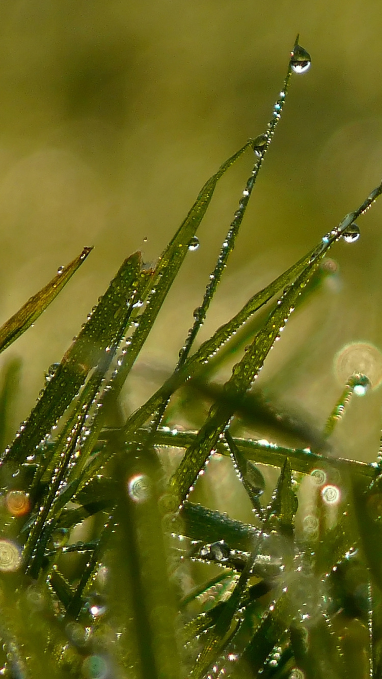 Обои роса, утро, влага, вода, падение в разрешении 750x1334