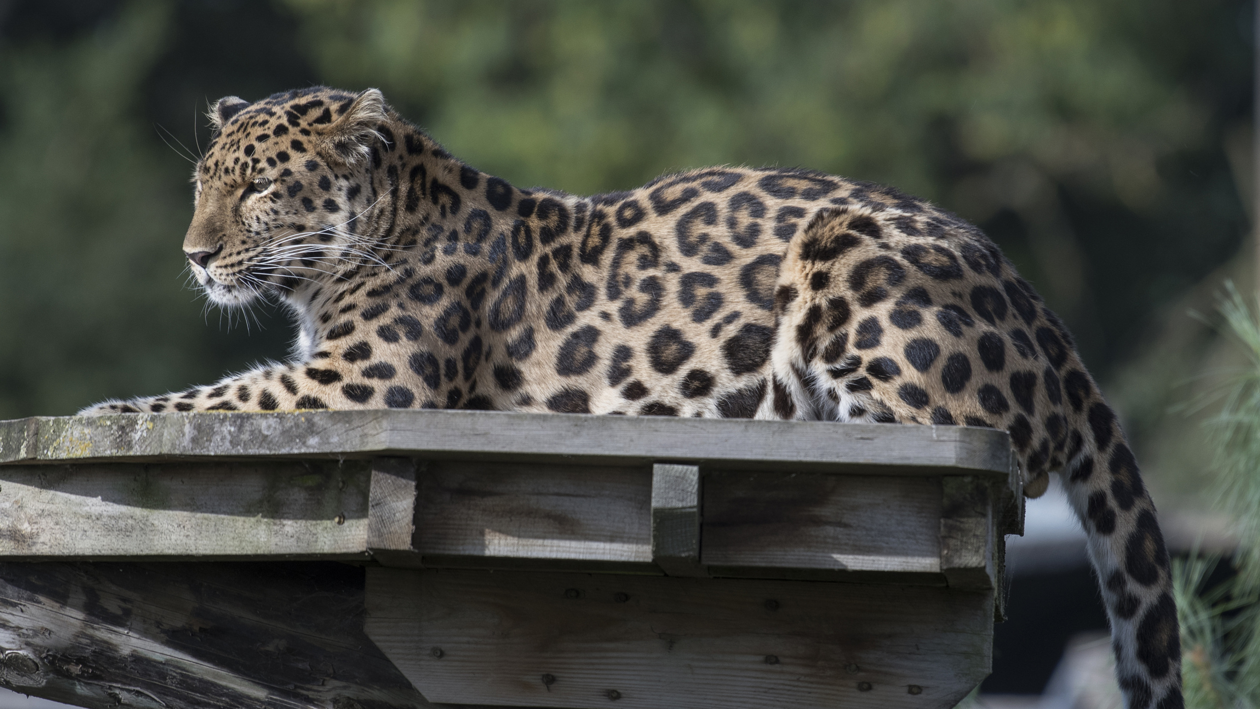 Обои Леопард, снежный Барс, Гепард, большая кошка, бакенбарды в разрешении 2560x1440