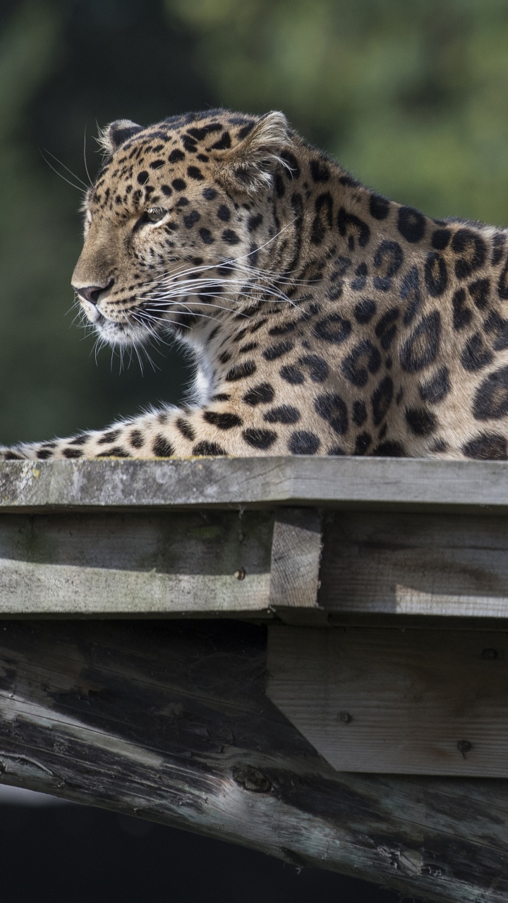 Обои Леопард, снежный Барс, Гепард, большая кошка, бакенбарды в разрешении 720x1280