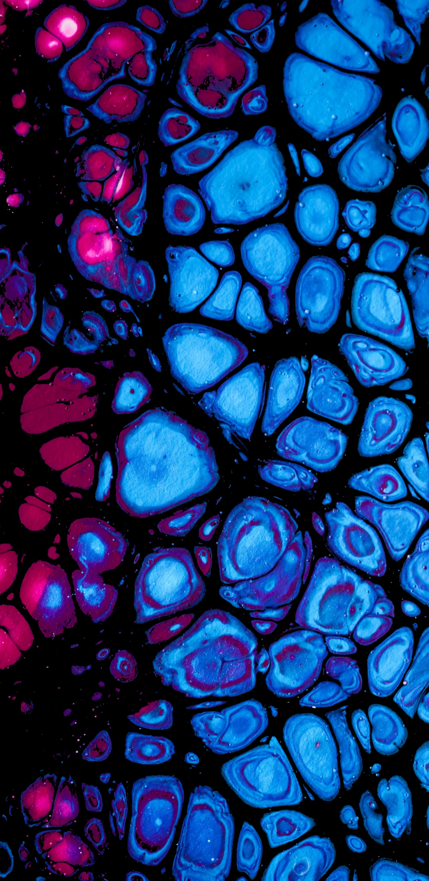 Обои синий кобальт, витраж, фрактальное искусство, арт, симметрия в разрешении 1440x2960