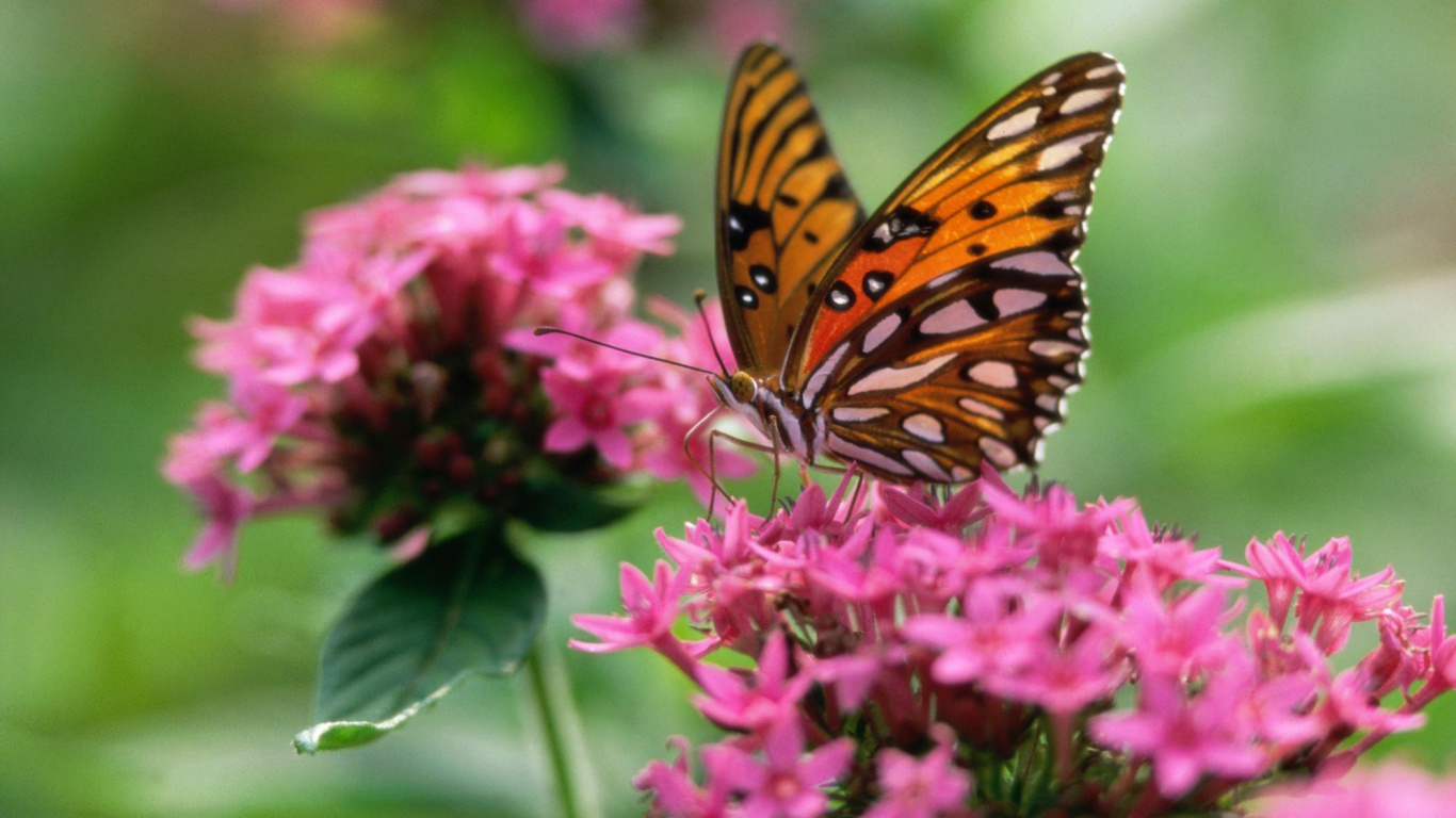 Обои бабочка, насекомое, мотыльки и бабочки, бабочкамонарх, цветок в разрешении 1366x768