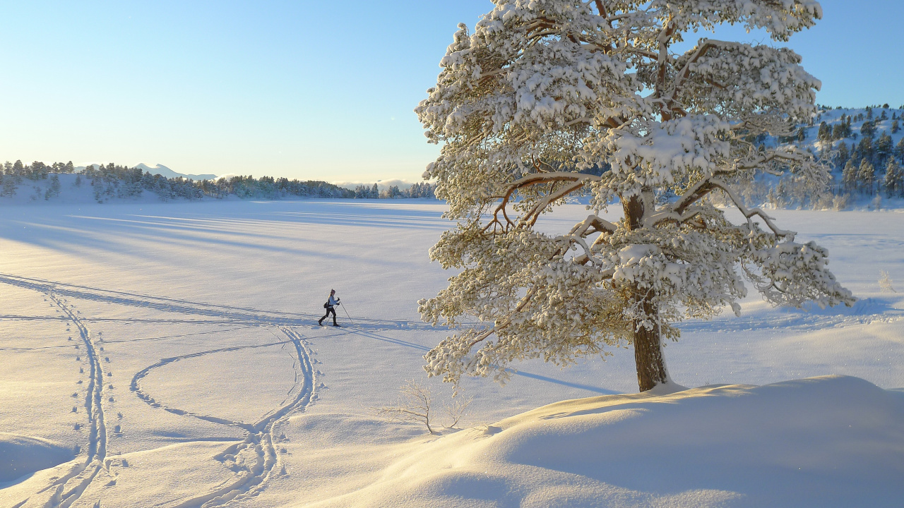 Обои зима, снег, дерево, замораживание, мороз в разрешении 1280x720