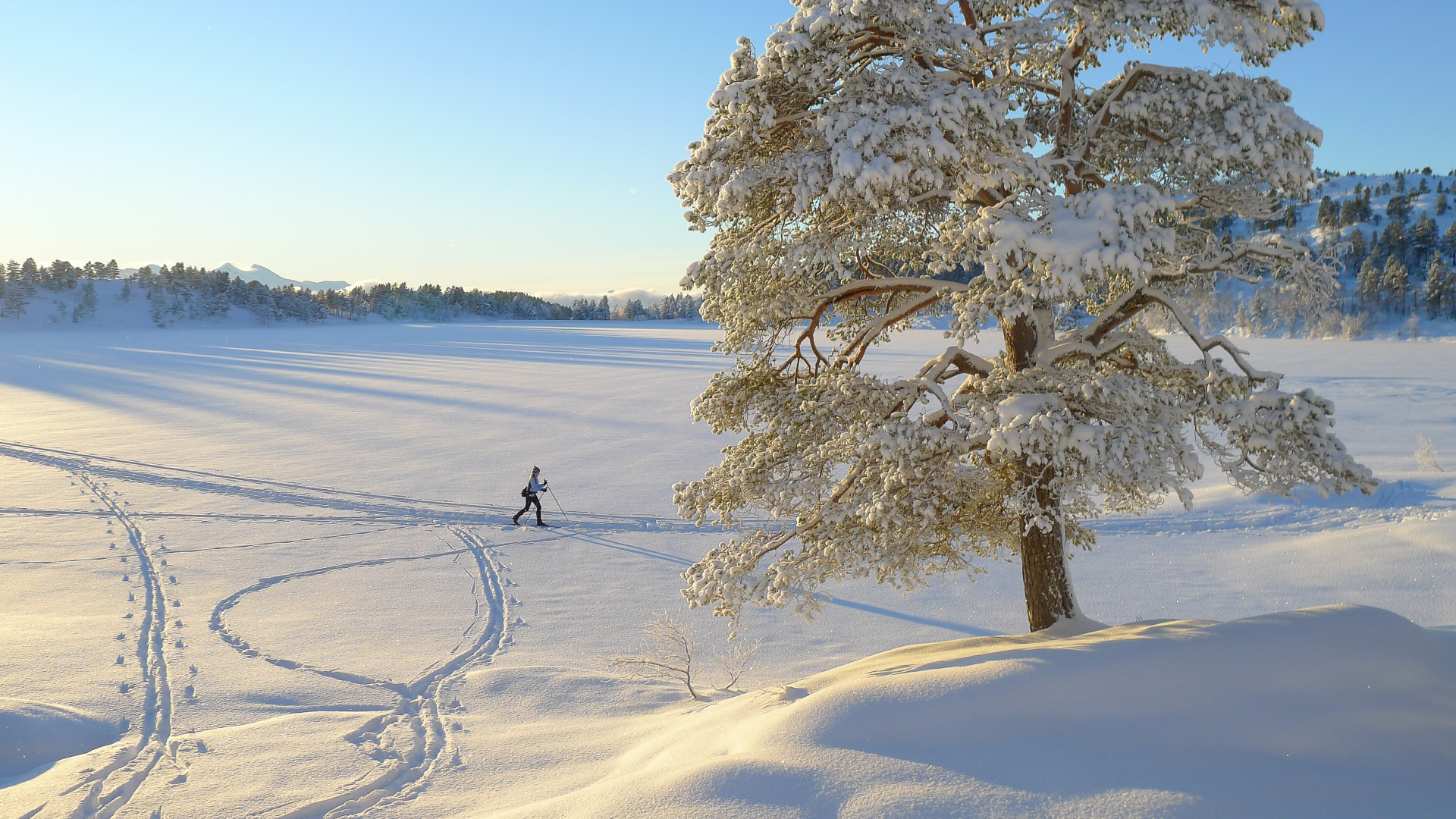 Обои зима, снег, дерево, замораживание, мороз в разрешении 1920x1080