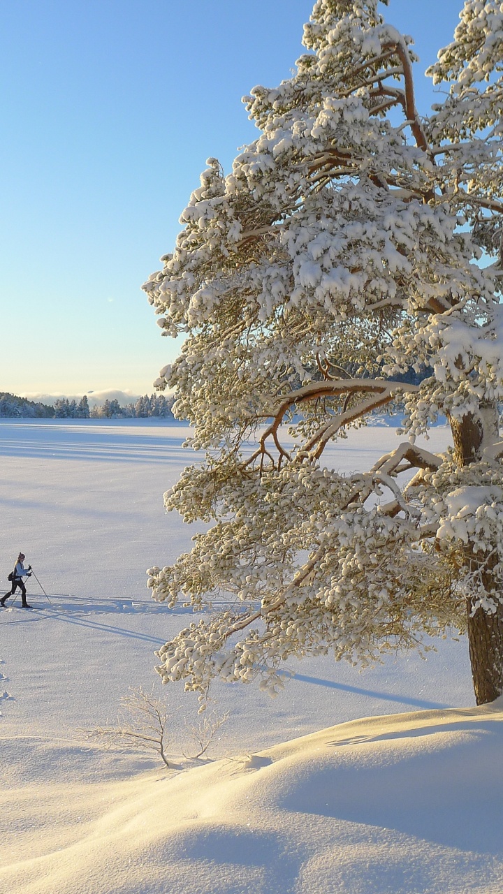 Обои зима, снег, дерево, замораживание, мороз в разрешении 720x1280