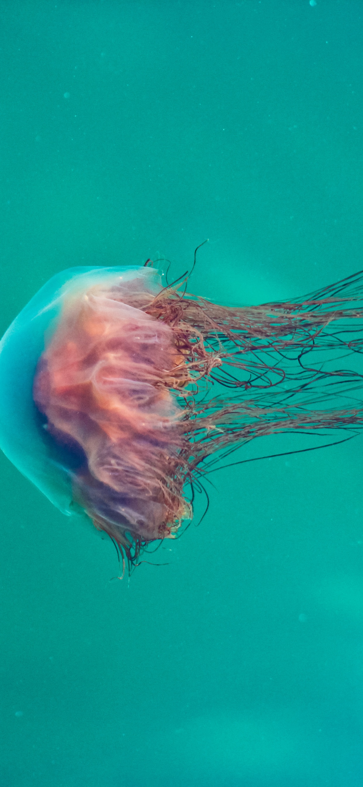 Обои Медуза, Медузы Nomuras, море, синий, морские беспозвоночные в разрешении 1242x2688