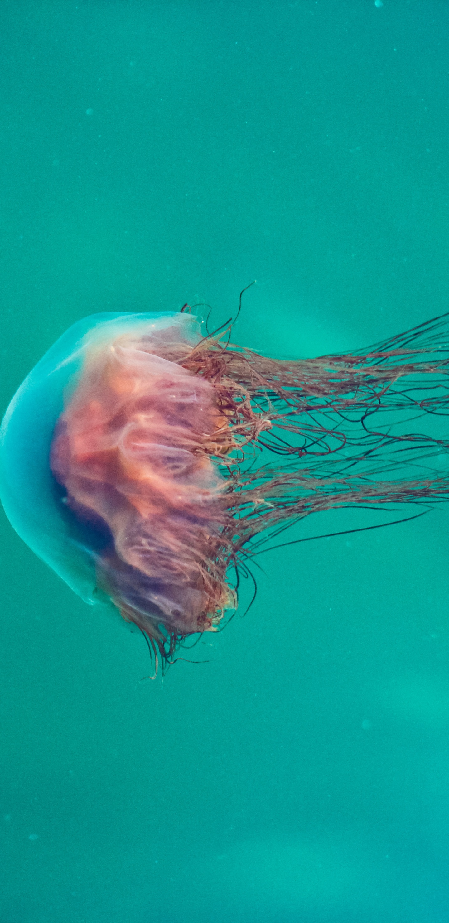 Обои Медуза, Медузы Nomuras, море, синий, морские беспозвоночные в разрешении 1440x2960