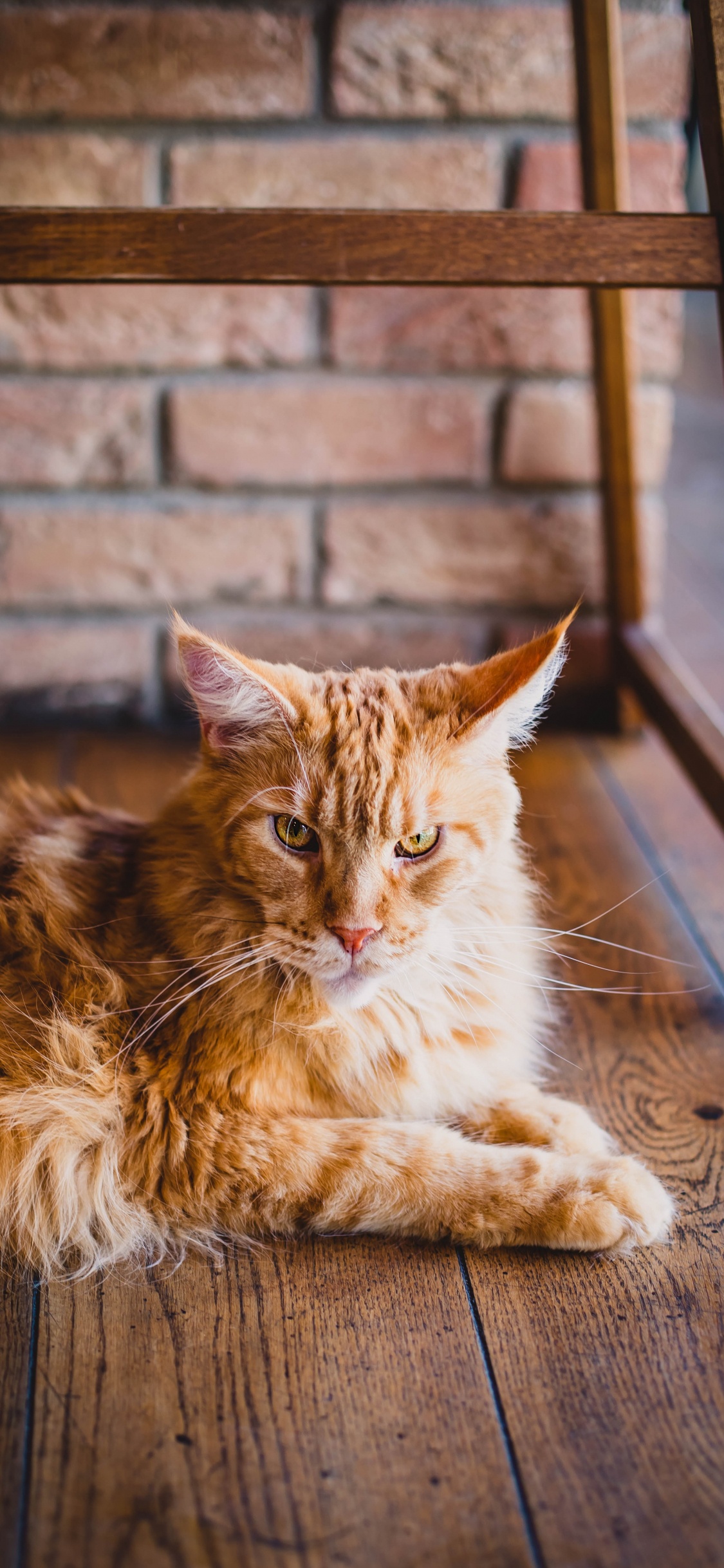 Обои мейн кун, полосатый кот, кот, кошачьих, бакенбарды в разрешении 1125x2436