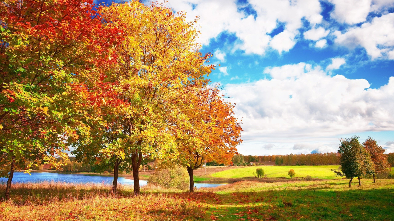 Обои осень, сезон, дерево, природа, лист в разрешении 1280x720