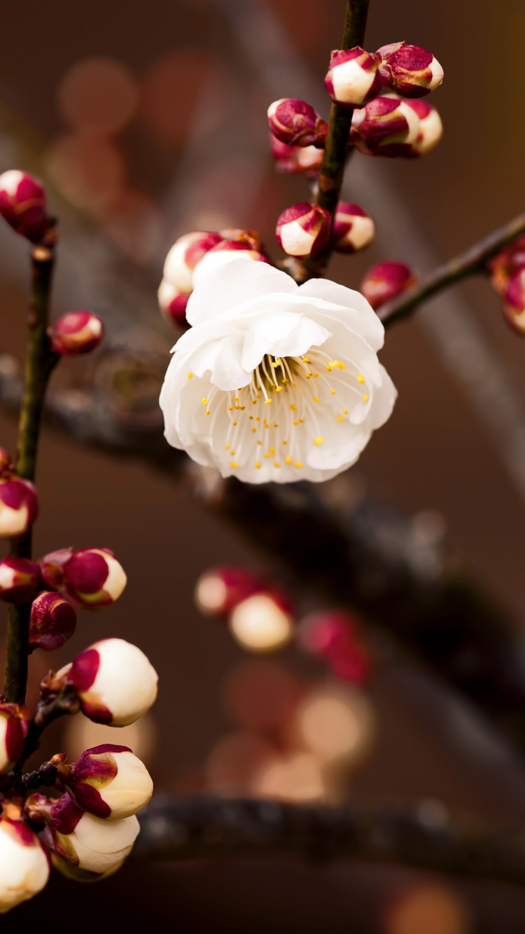 Обои расцвет, цветок, ветвь, розовый, весна в разрешении 750x1334