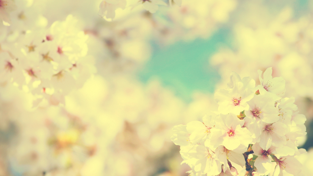 Обои цветение вишни, цветок, весна, расцвет, ветвь в разрешении 1280x720