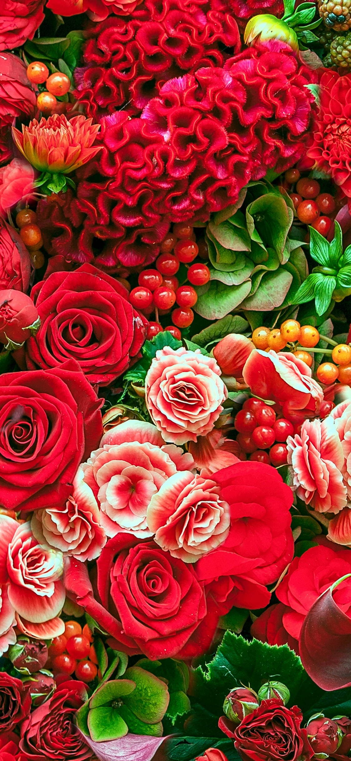 Обои Роза, цветок, сад роз, цветковое растение, лепесток в разрешении 1125x2436