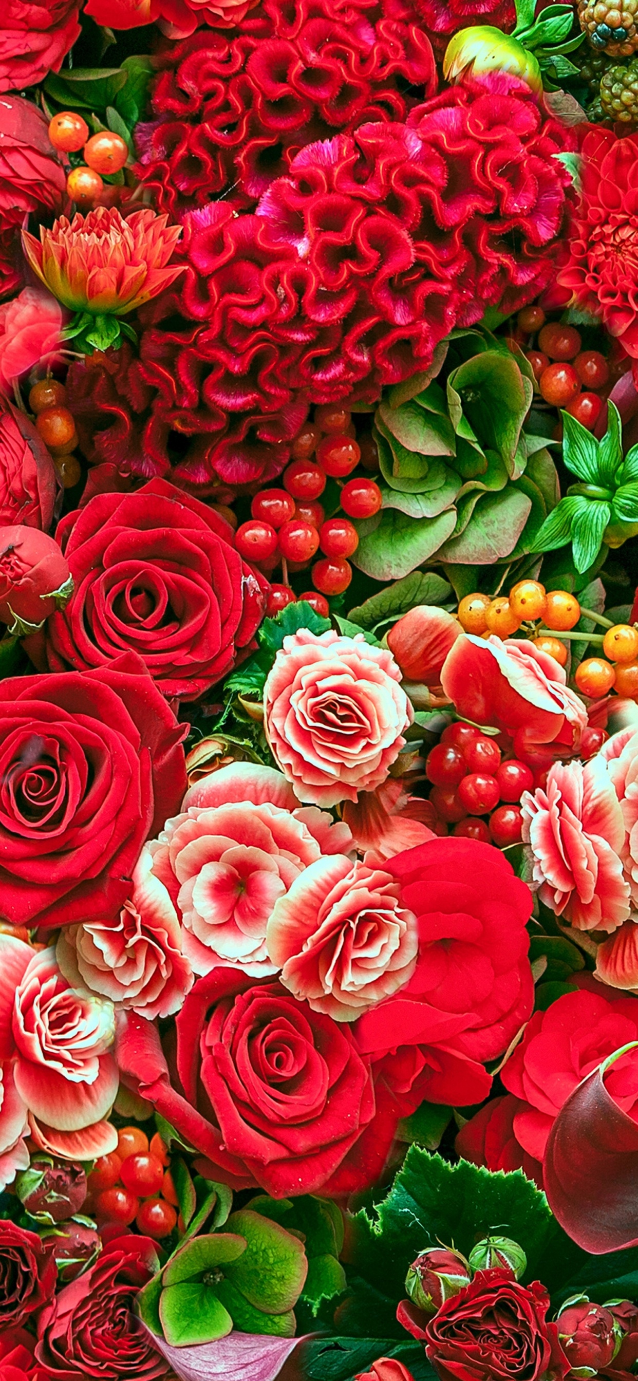 Обои Роза, цветок, сад роз, цветковое растение, лепесток в разрешении 1242x2688