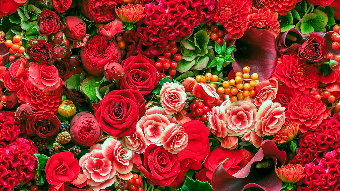 Обои Роза, цветок, сад роз, цветковое растение, лепесток в разрешении 1366x768