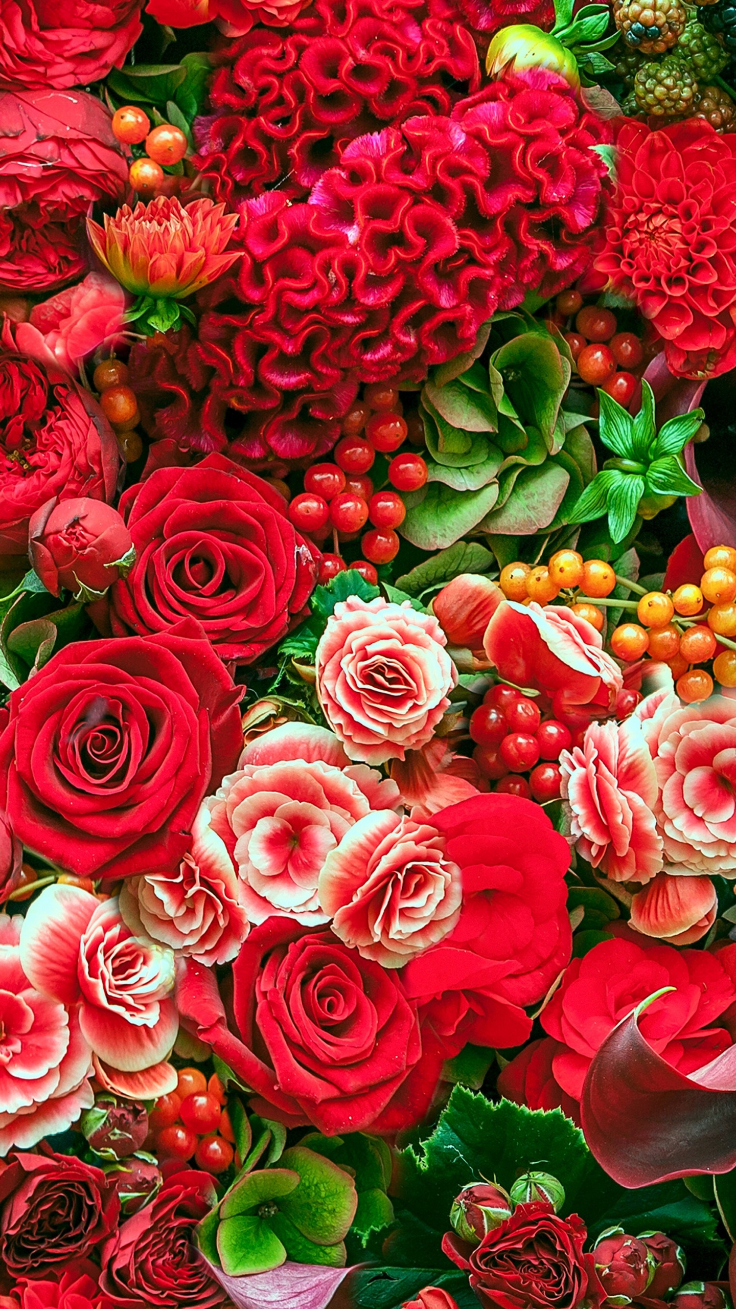 Обои Роза, цветок, сад роз, цветковое растение, лепесток в разрешении 1440x2560