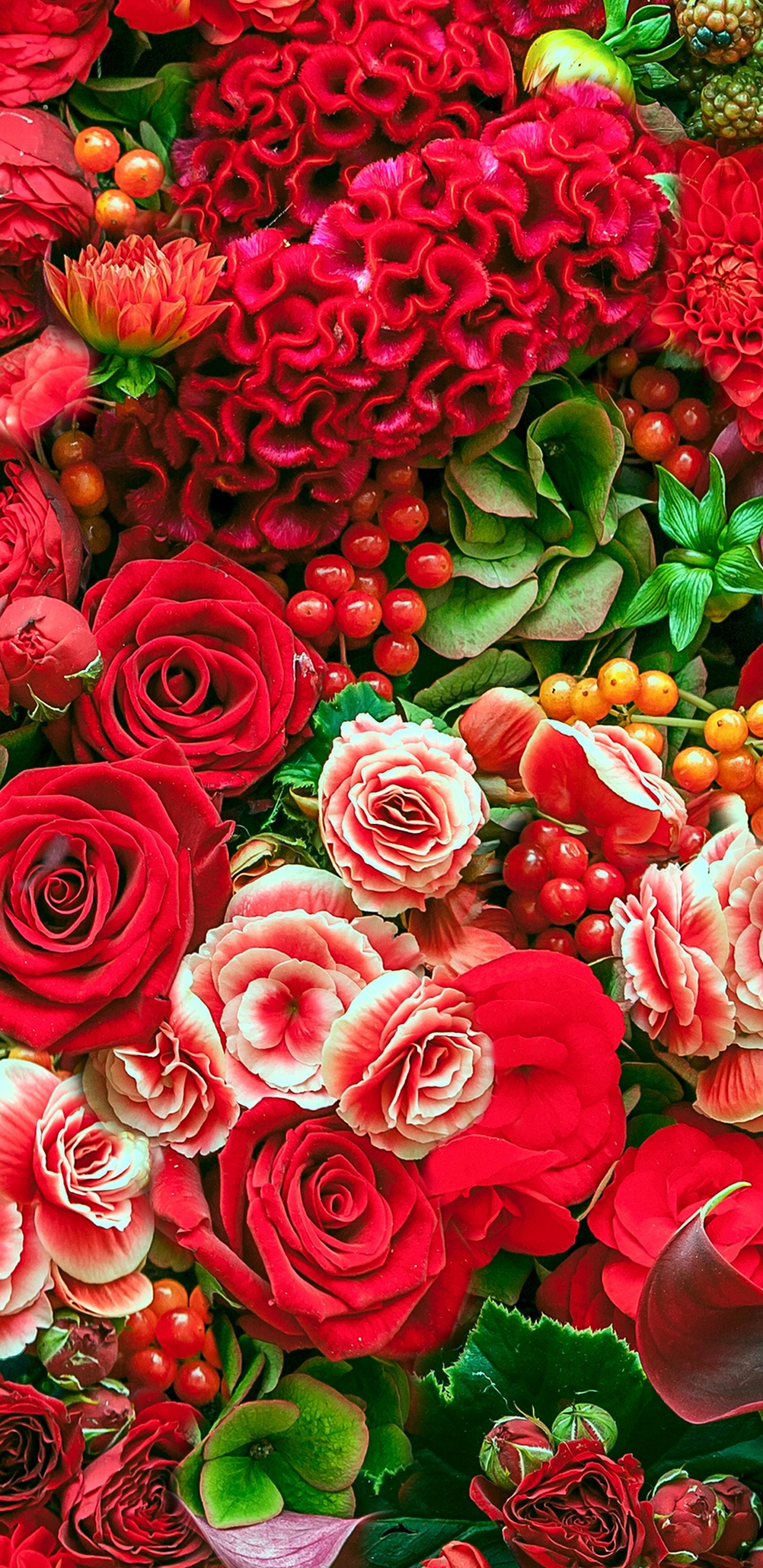 Обои Роза, цветок, сад роз, цветковое растение, лепесток в разрешении 1440x2960