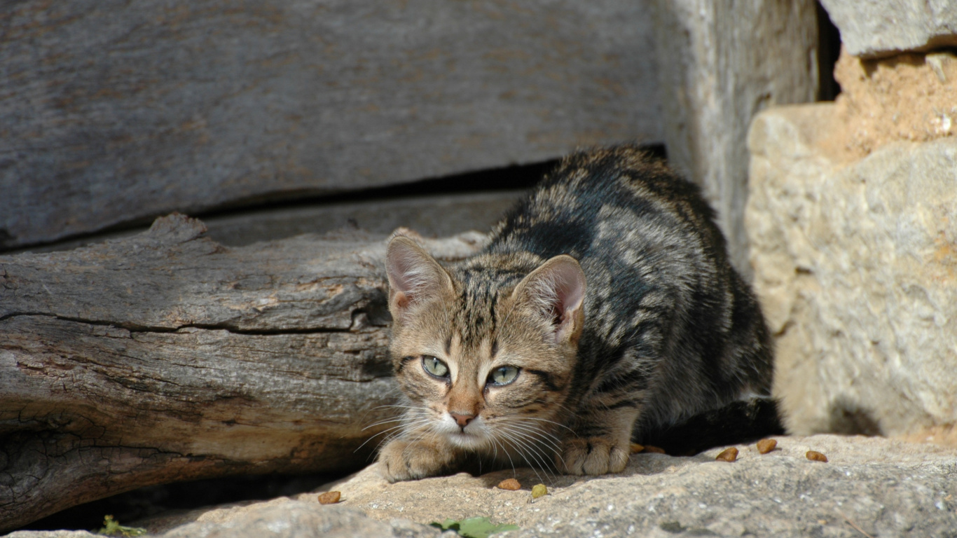 Обои котенок, полосатый кот, Дикая кошка, фермерская кошка, кошки малого и среднего размера в разрешении 1366x768