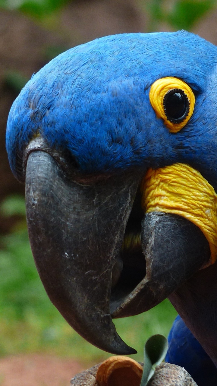 Обои гиацинтовый Ара, Ара, Скарлет Ара, птица, клюв в разрешении 720x1280