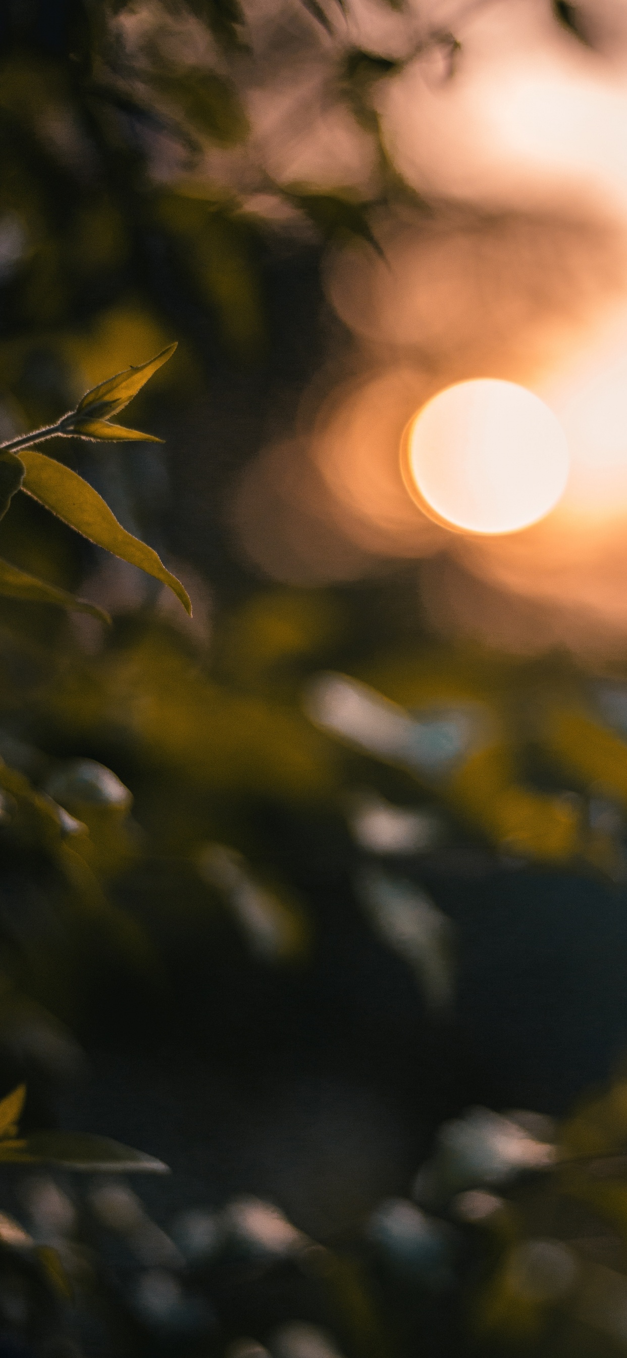 Обои свет, лист, солнечный свет, дерево, желтый в разрешении 1242x2688