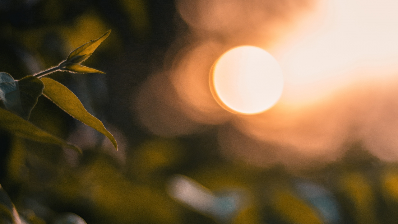 Обои свет, лист, солнечный свет, дерево, желтый в разрешении 1280x720