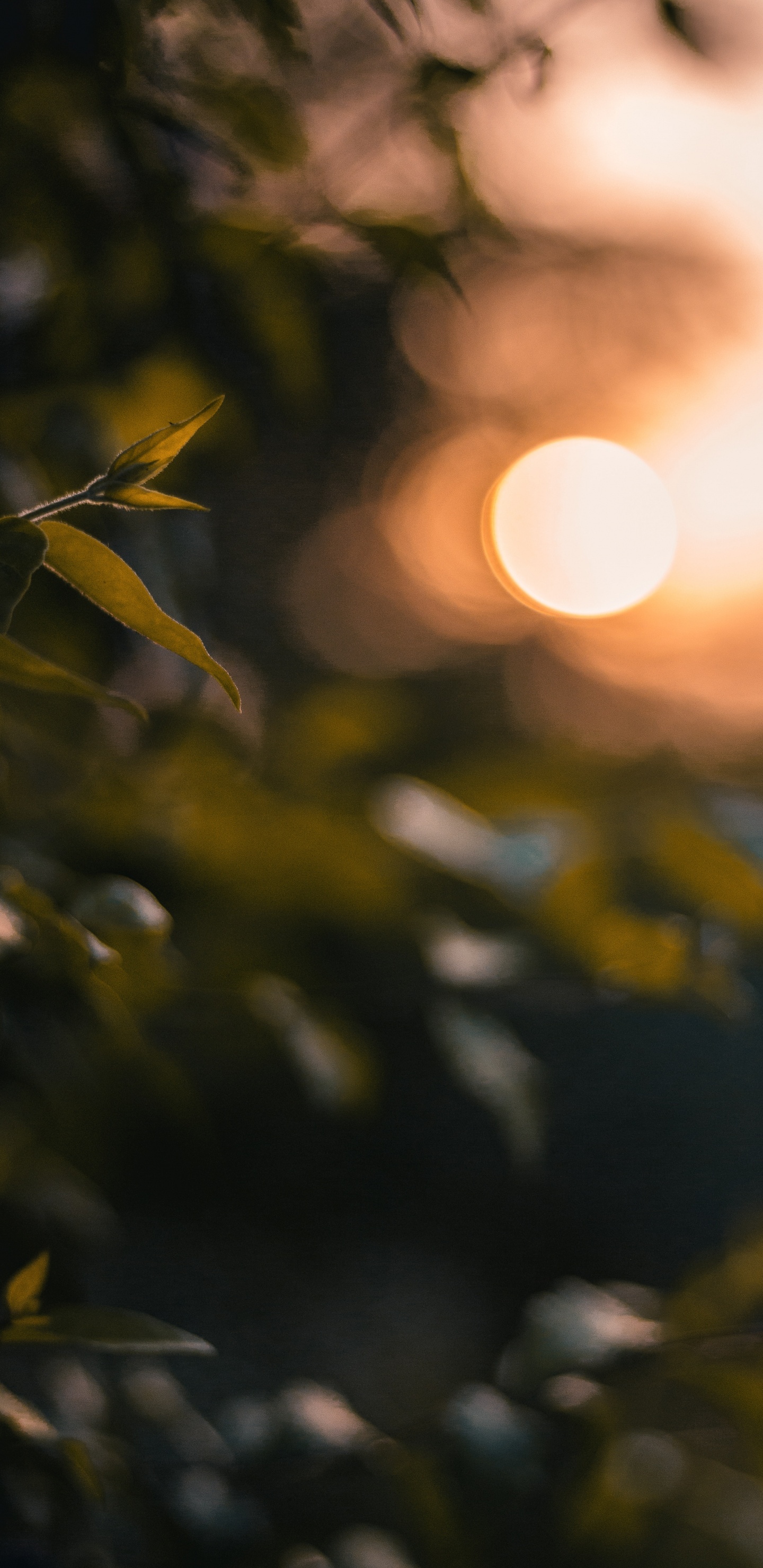 Обои свет, лист, солнечный свет, дерево, желтый в разрешении 1440x2960