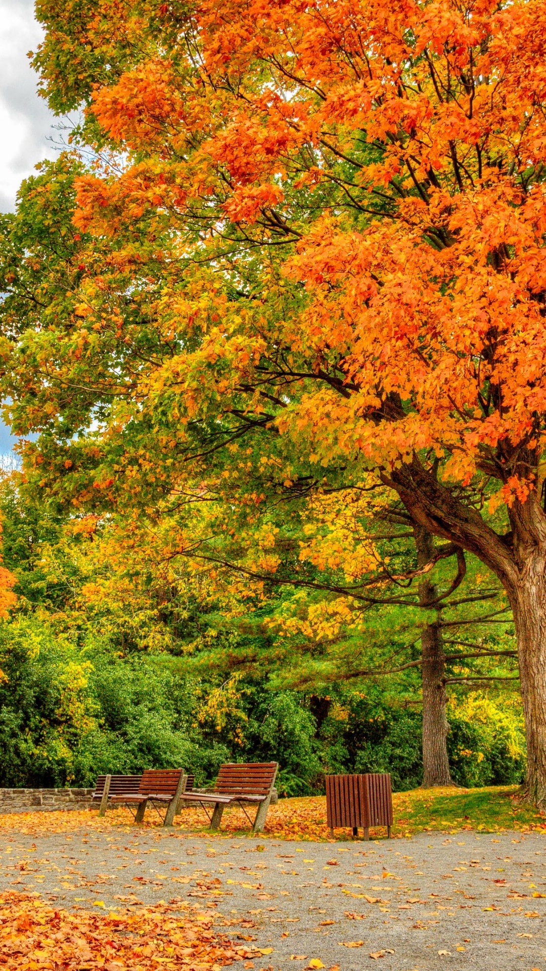 Обои осень, дерево, лист, природа, лето в разрешении 1080x1920