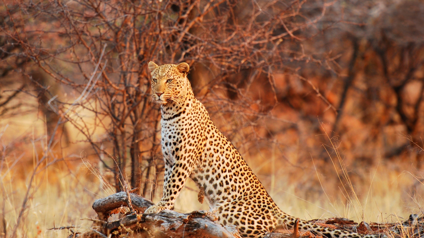 Обои Леопард, Гепард, кошачьих, Ягуар, кот в разрешении 1366x768