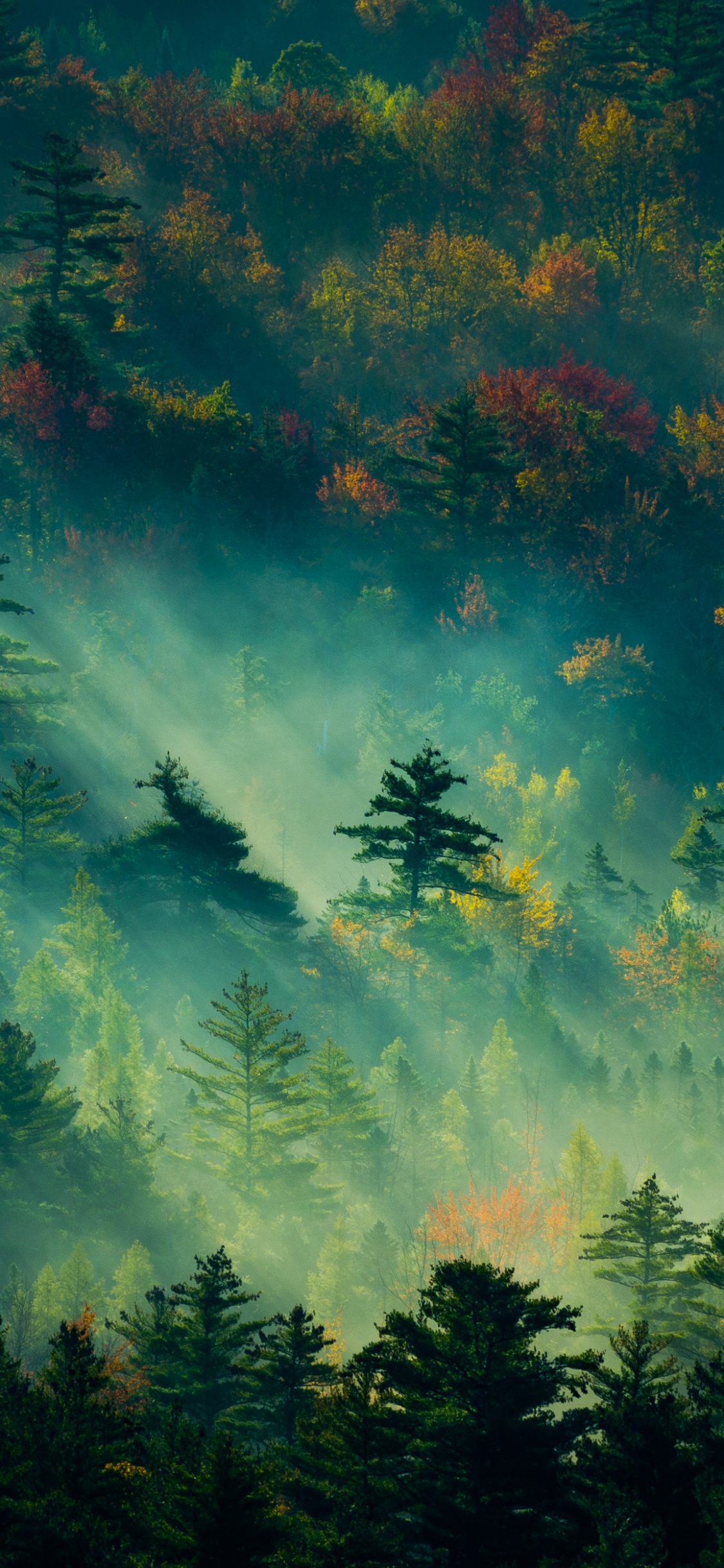 Обои природа, зеленый, атмосфера, дневное время, дерево в разрешении 1125x2436