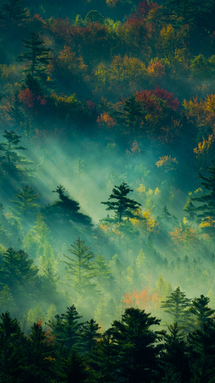 Обои природа, зеленый, атмосфера, дневное время, дерево в разрешении 720x1280