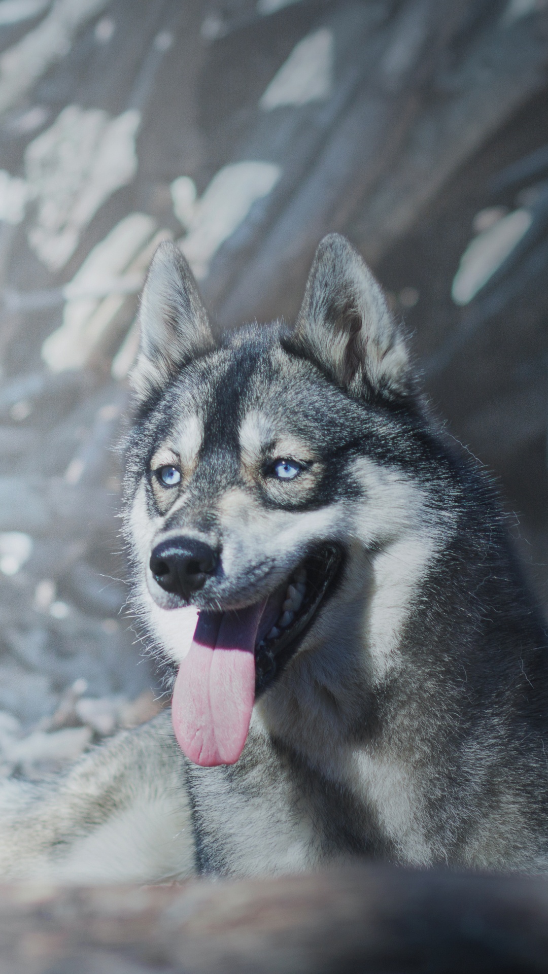 Обои пес, Себирская Хаски, собака породы, зима, собака в разрешении 1080x1920