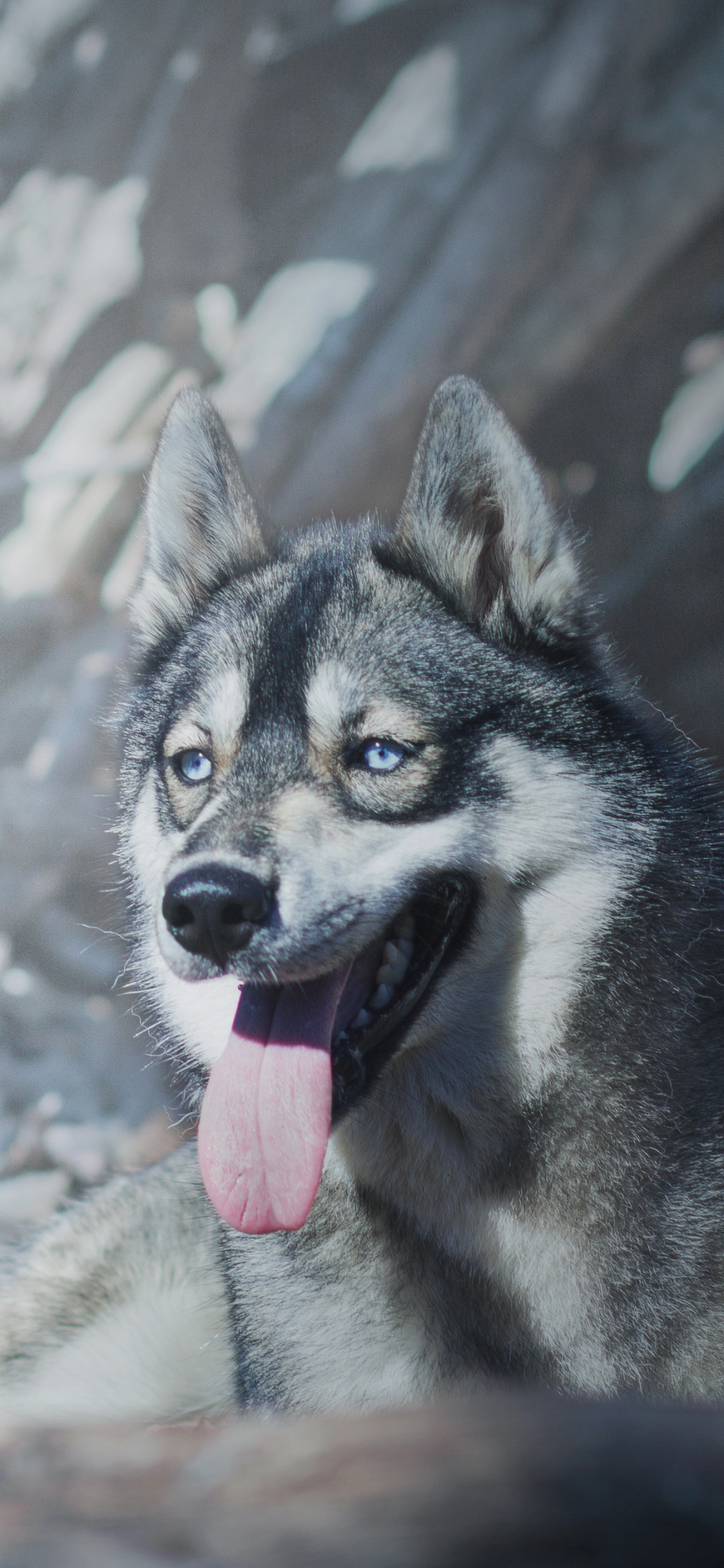 Обои пес, Себирская Хаски, собака породы, зима, собака в разрешении 1125x2436