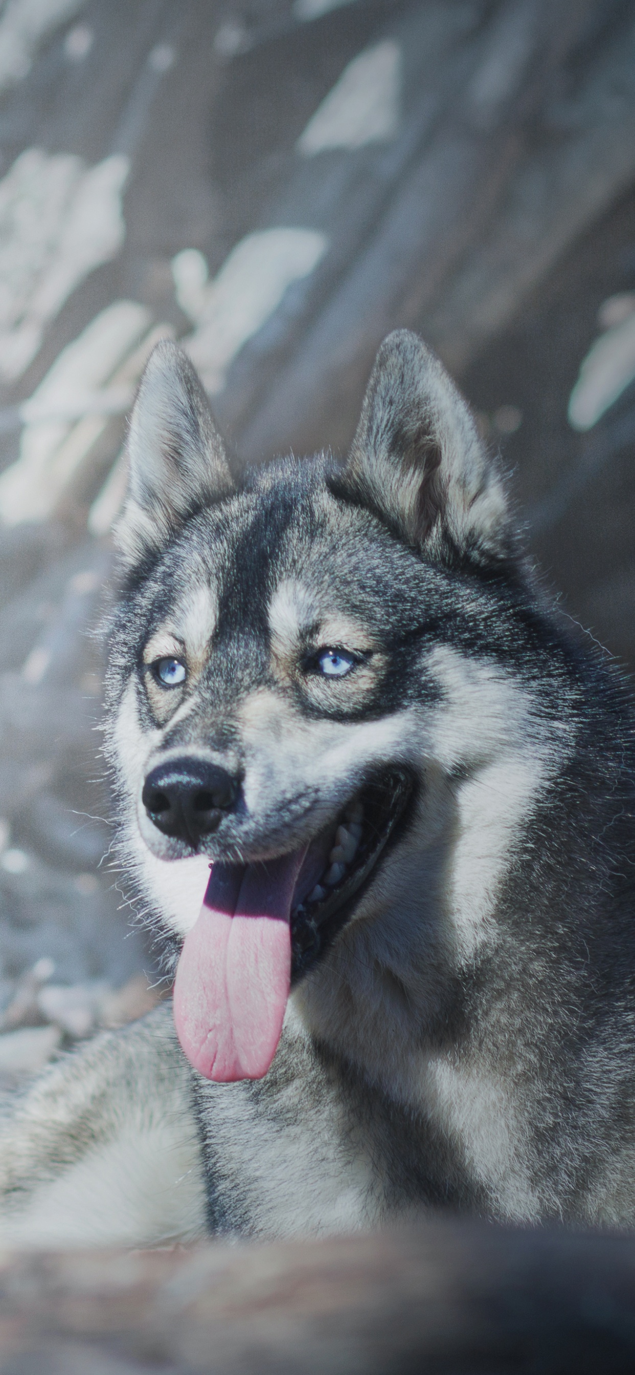 Обои пес, Себирская Хаски, собака породы, зима, собака в разрешении 1242x2688