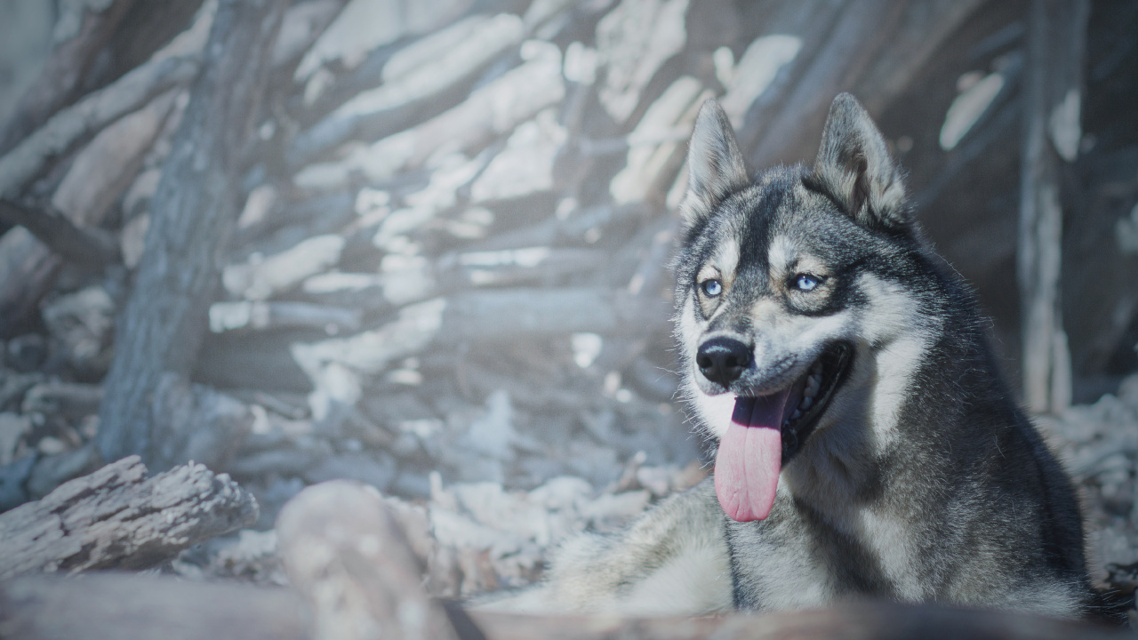 Обои пес, Себирская Хаски, собака породы, зима, собака в разрешении 1280x720