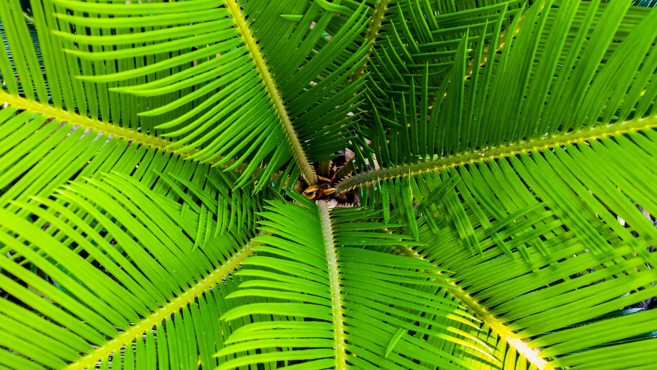 Обои лист, растительность, растение, дерево, сосудистые растения в разрешении 1280x720
