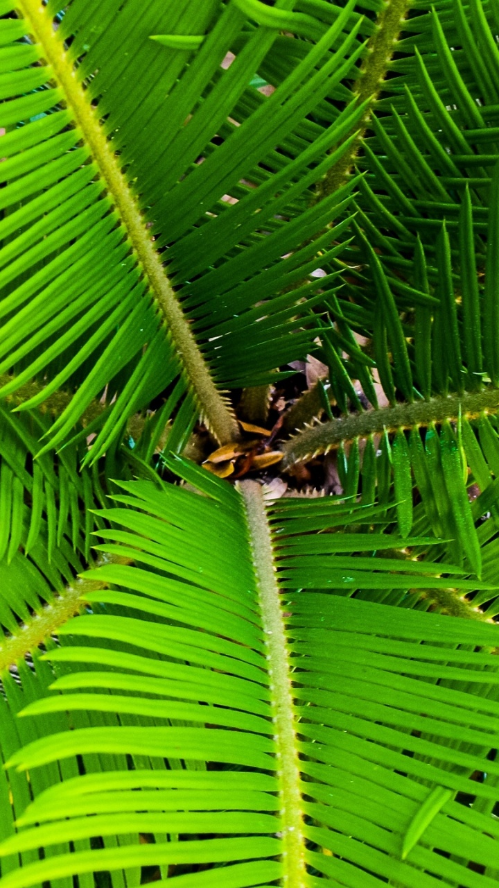 Обои лист, растительность, растение, дерево, сосудистые растения в разрешении 720x1280