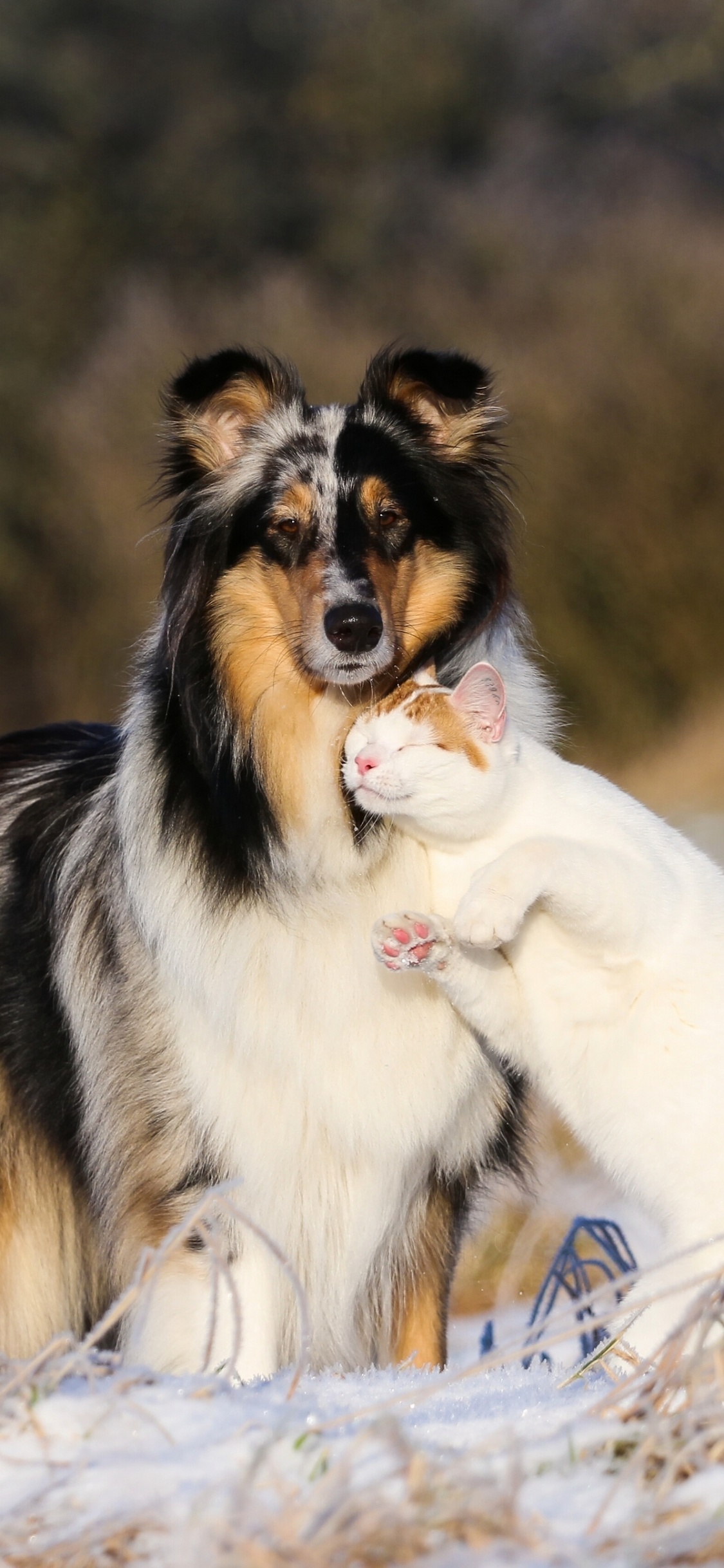 Обои колли длинношёрстный, кот, щенок, котенок, собака породы в разрешении 1125x2436