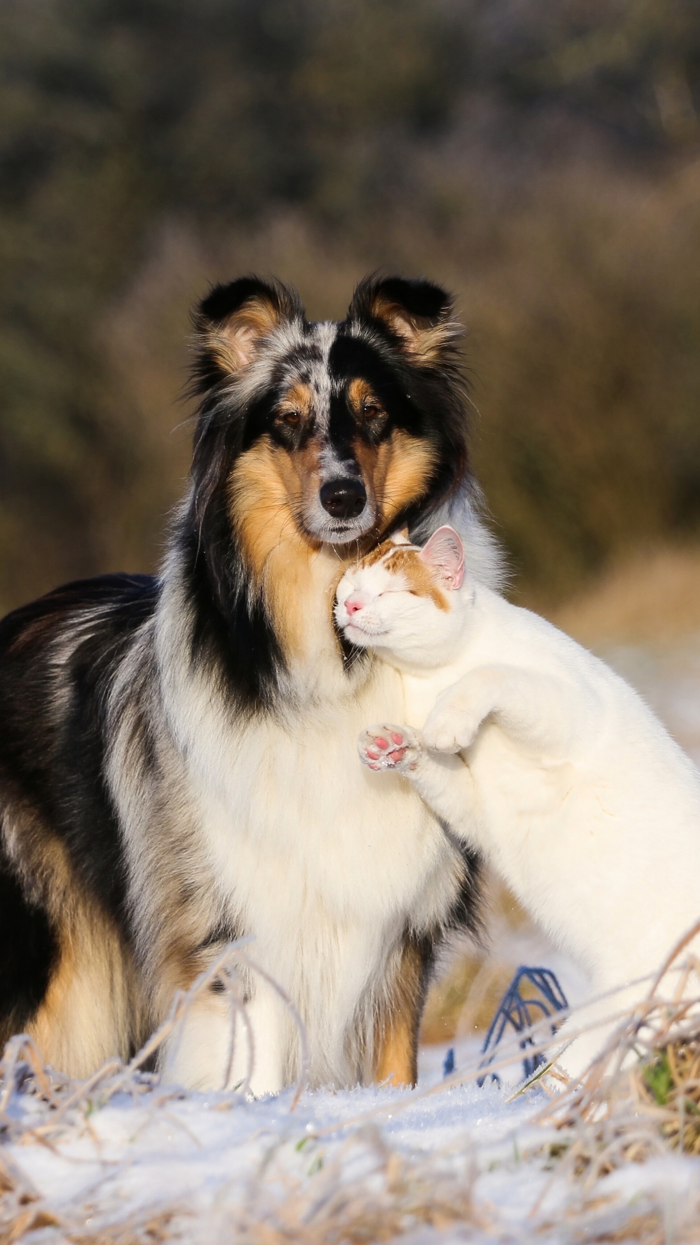 Обои колли длинношёрстный, кот, щенок, котенок, собака породы в разрешении 1440x2560