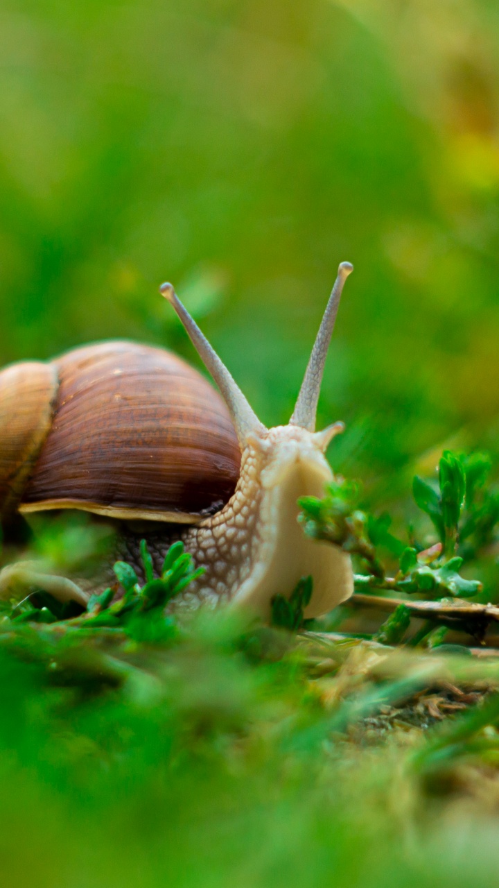 Обои деревья, листья, природа, лето, береза в разрешении 720x1280