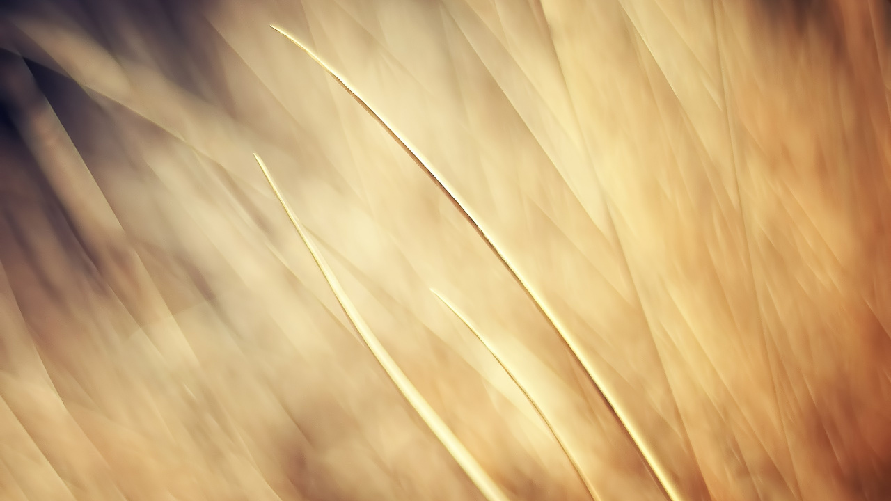 Обои цвет беж, семейство травы, солнечный свет, свет, макросъемка в разрешении 1280x720