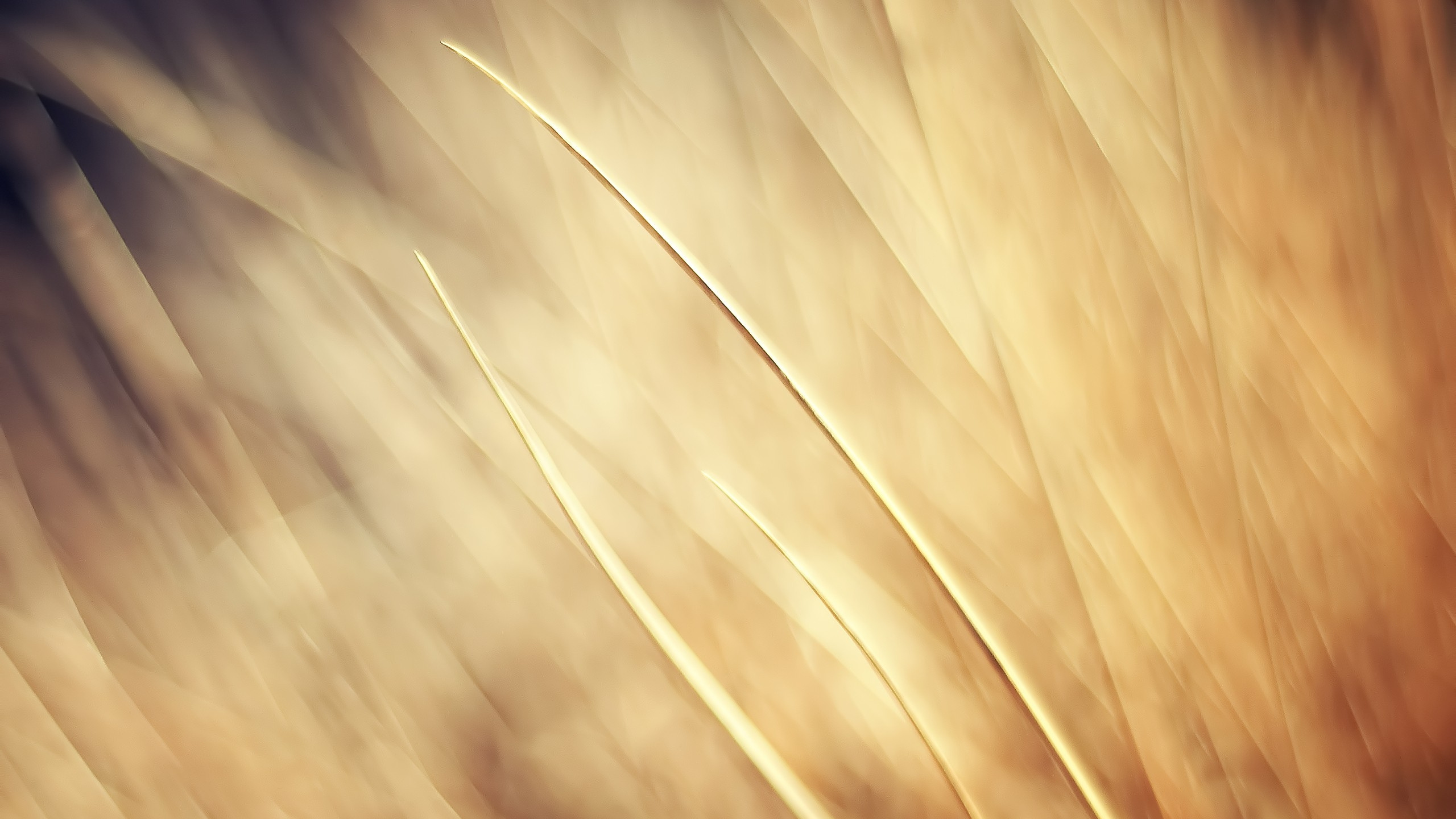 Обои цвет беж, семейство травы, солнечный свет, свет, макросъемка в разрешении 2560x1440