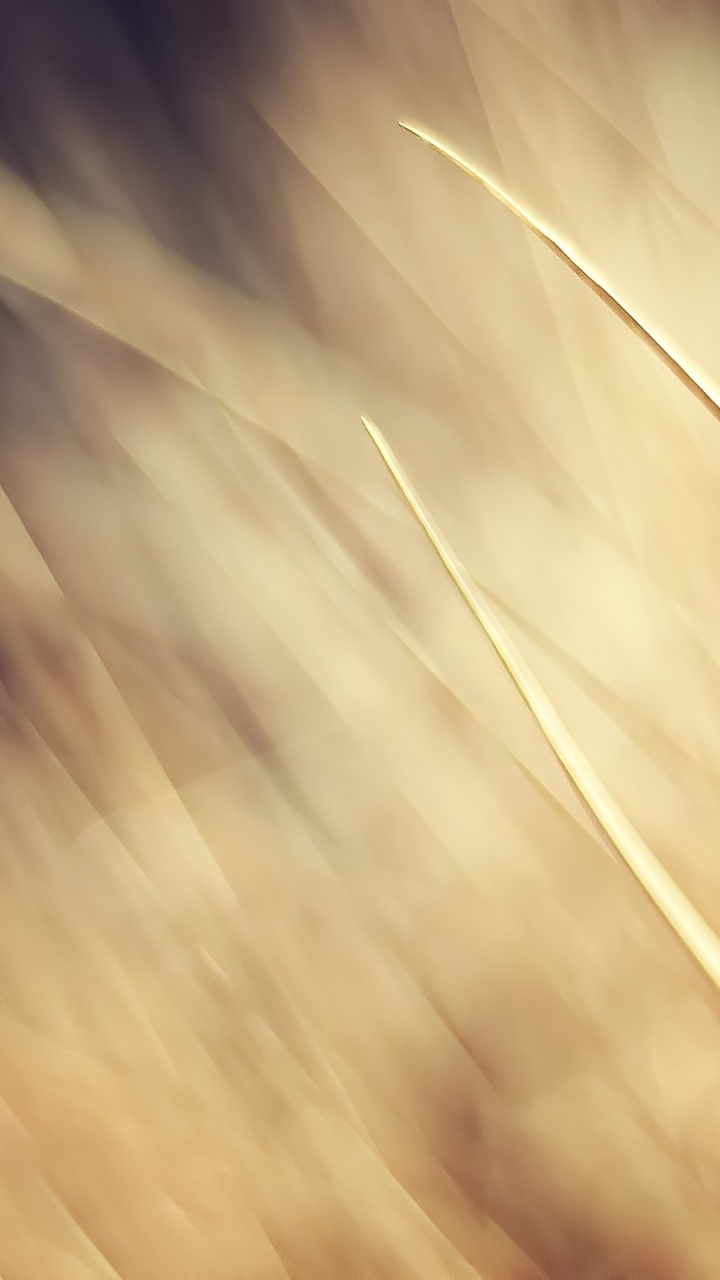 Обои цвет беж, семейство травы, солнечный свет, свет, макросъемка в разрешении 720x1280